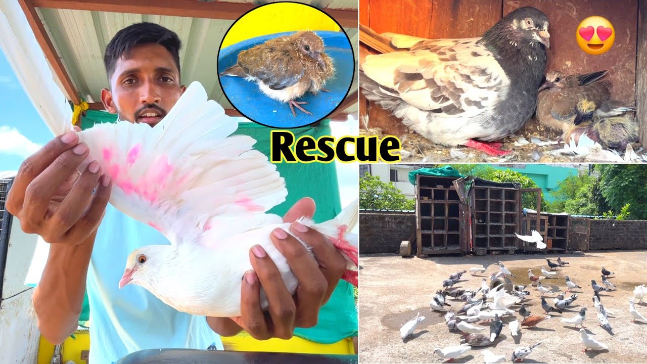 Rang Laga Hua Kabootar Mila🥳 || Baby Dove Ko Rescue Kiya😳