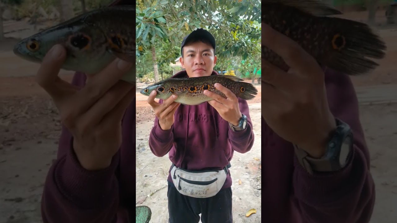 mancing ikan kerandang#cana#ikankrandang#fishingmania