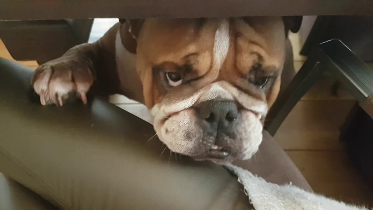 When your dog has socks fetish )))