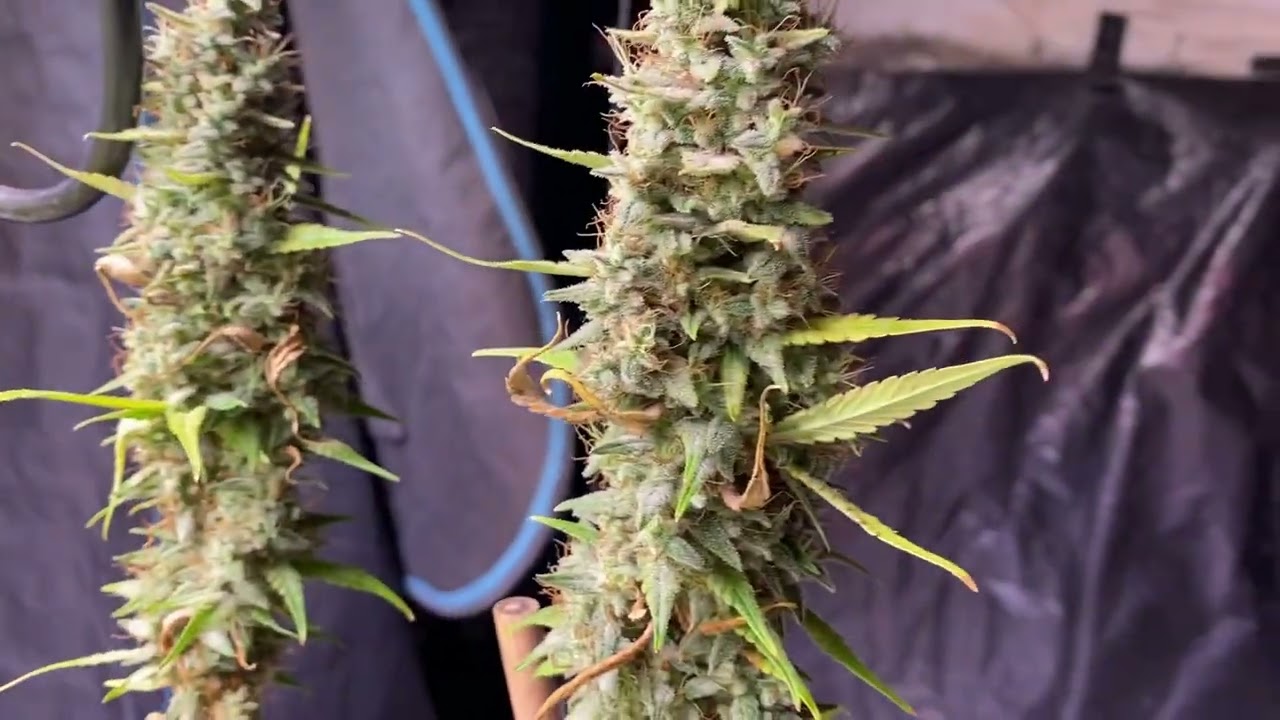 Grow weed easy with lotus!!!