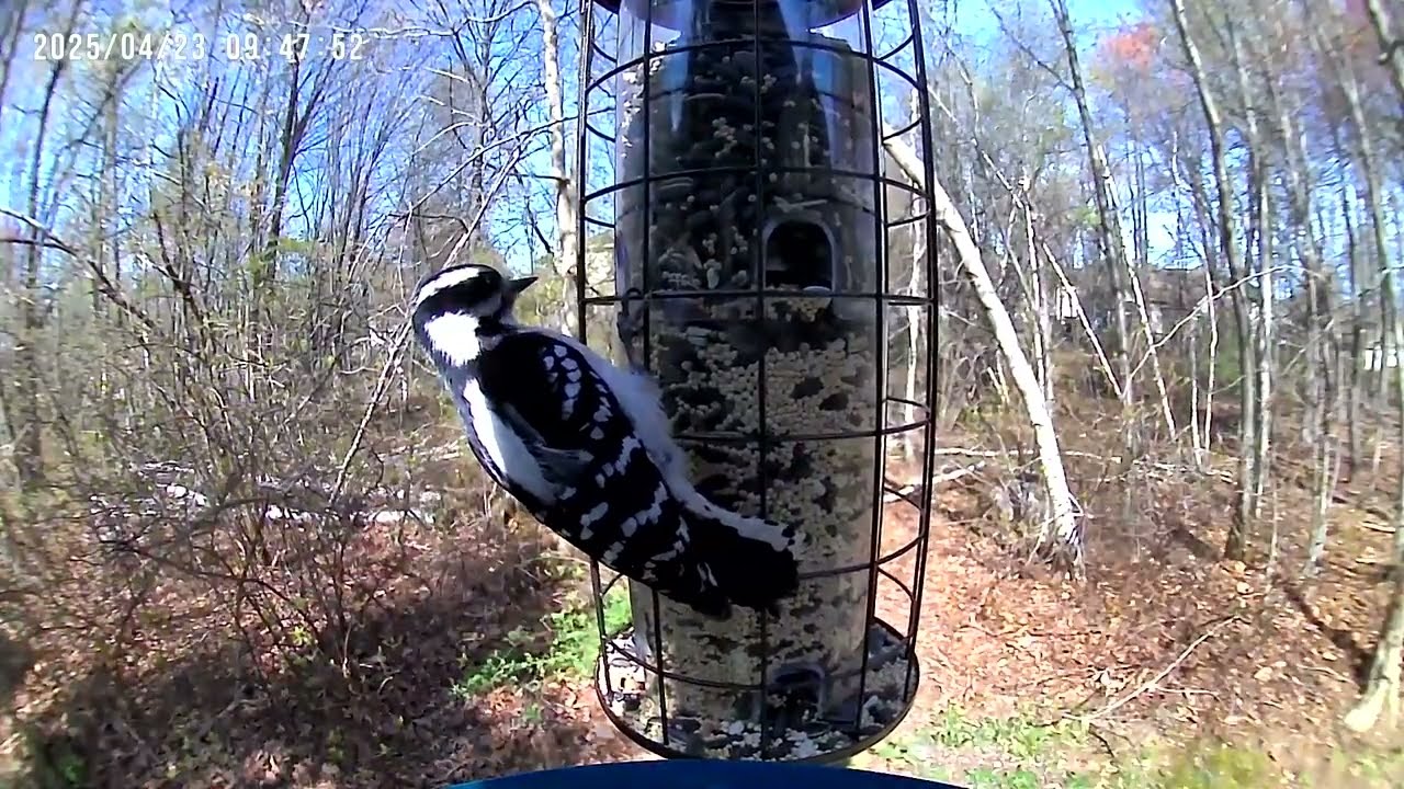 Будни птичьей столовой Часть 46. Hustle and bustle around the bird feeder Part 46