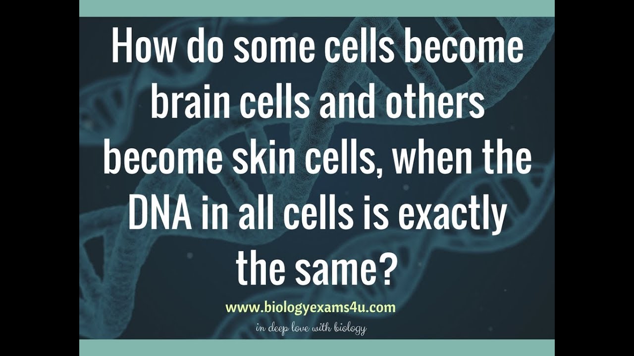 How do some cells become brain cells and others become skin cells, when the DNA is same?