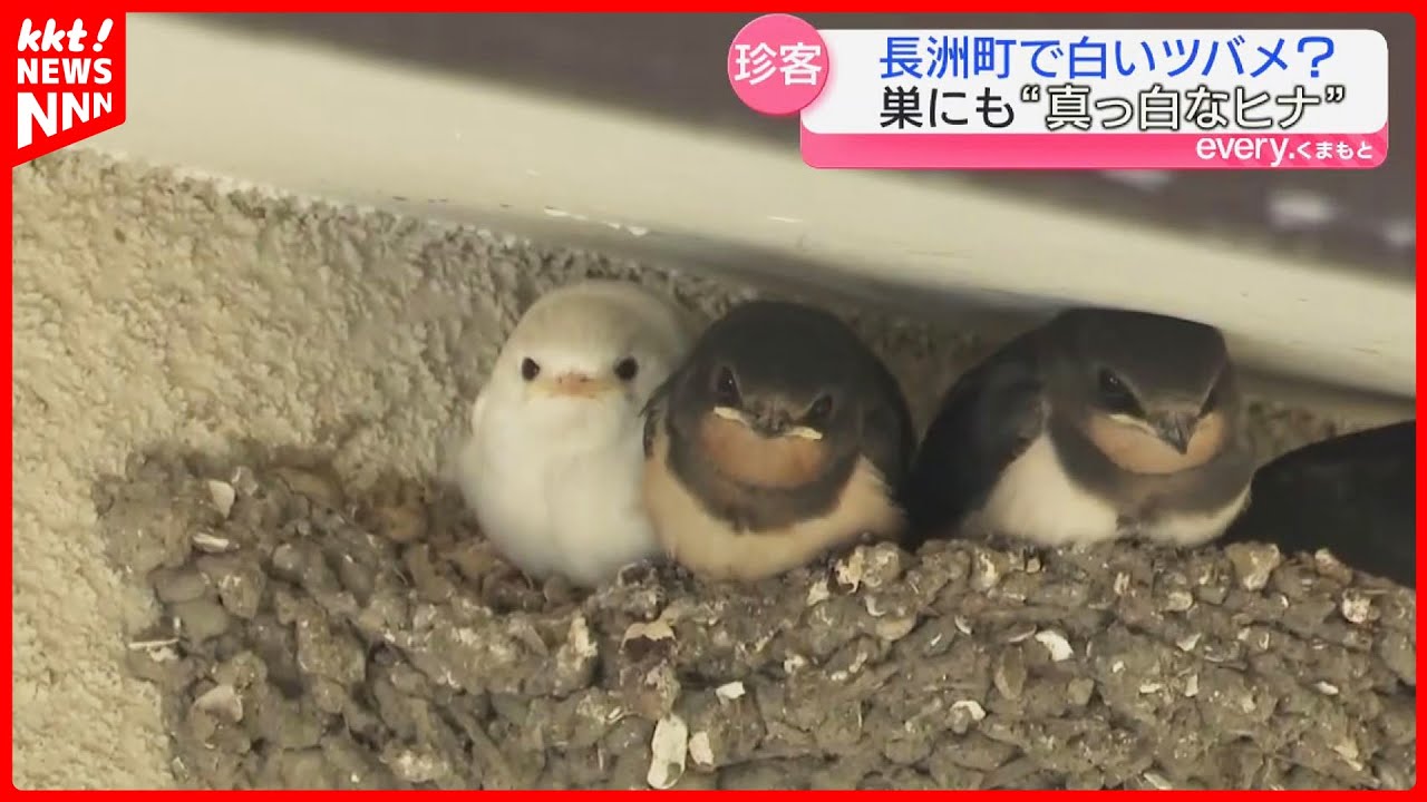 【珍しい】住宅街で真っ白なツバメのヒナを発見　親ツバメと仲良く電線に