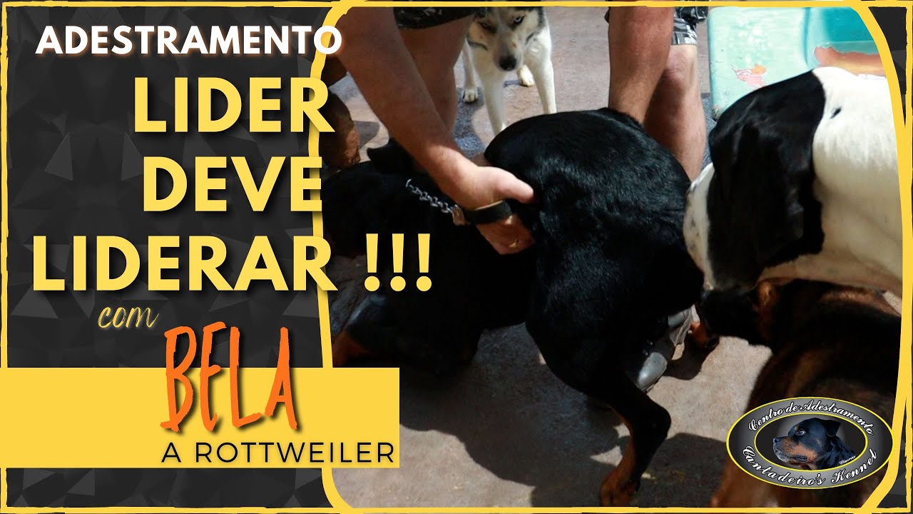 Treinamento com donos e Matilha - BELA - Rottweiler