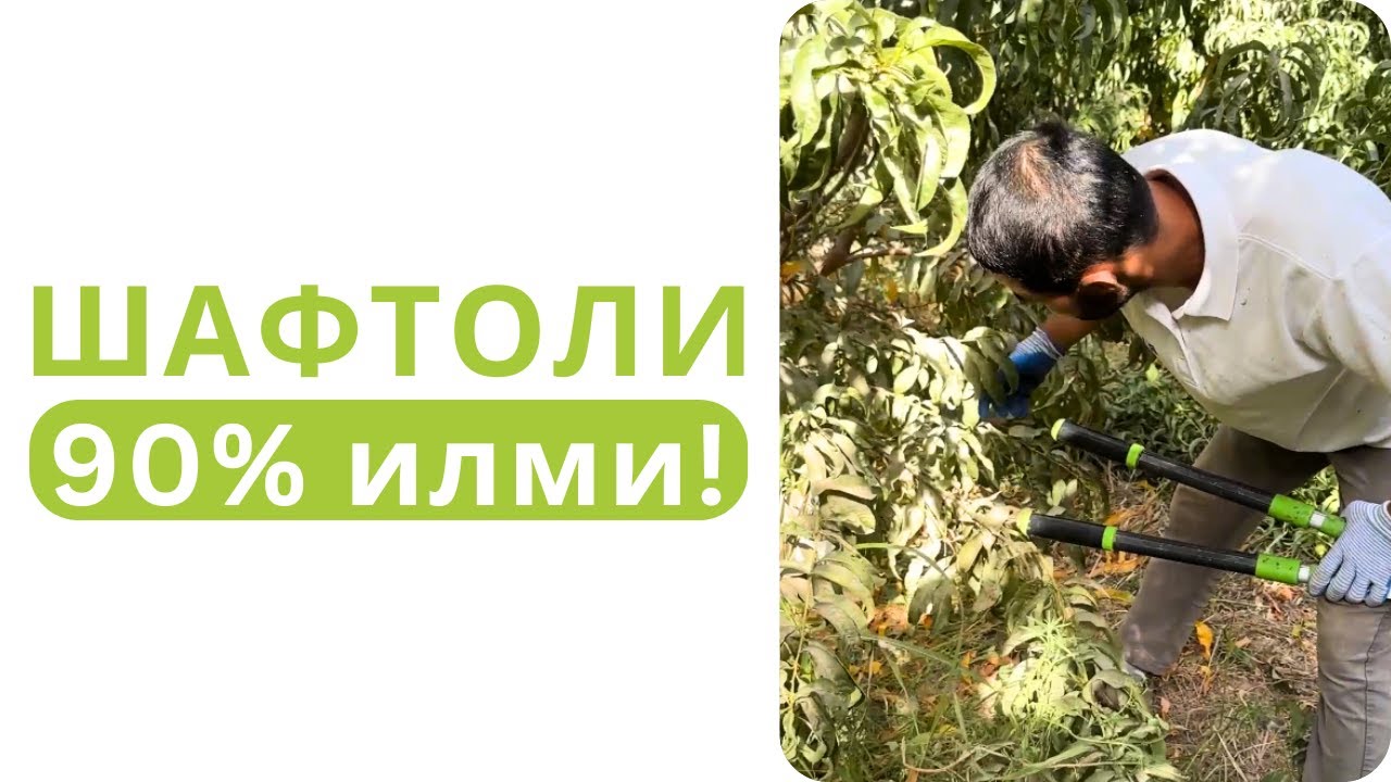 ШАФТОЛИ ЕТИШТИРИШНИНГ 90% ИЛМИ ШУ ВИДЕОДА!