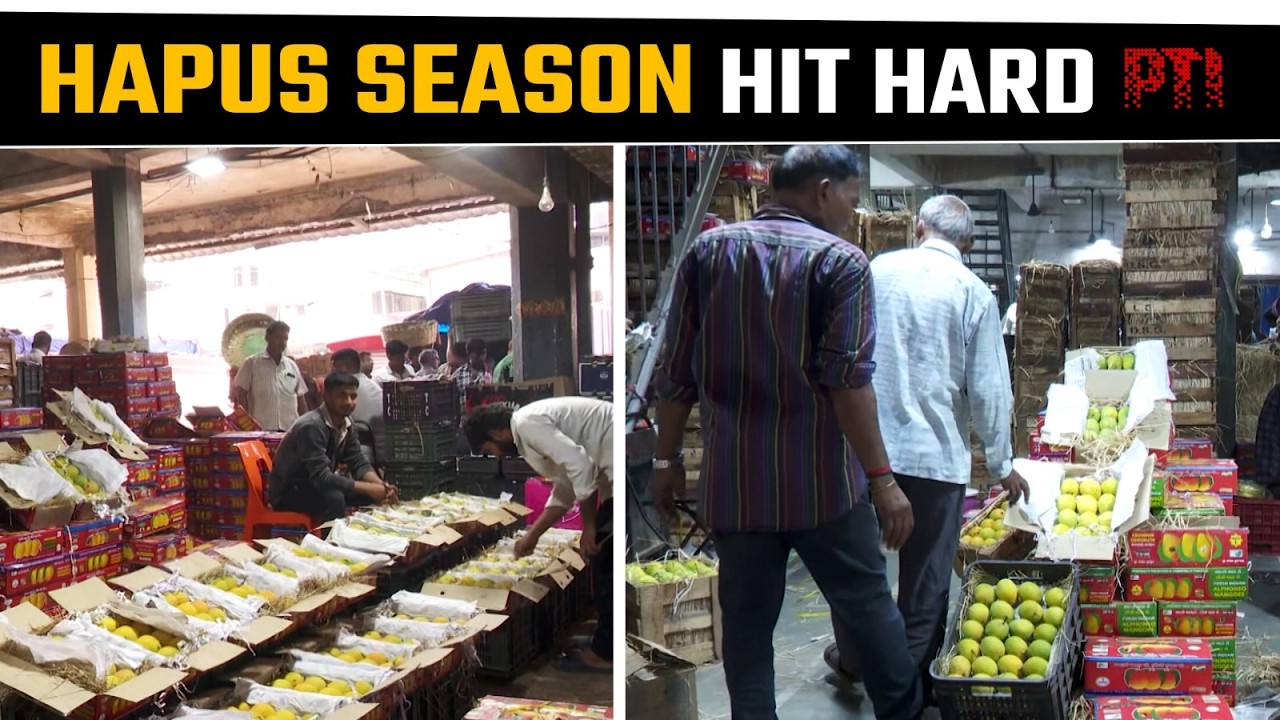 Mumbai: Alphonso mango season worst in 30 years as rains, export crisis hit supply