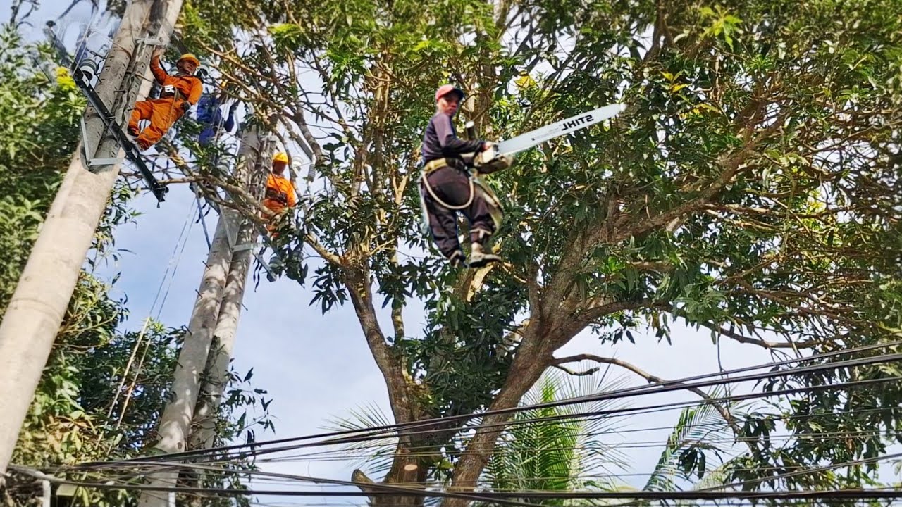 Cưa cây cản ngang đường điện cao thế / Sawing down a tree blocking a high voltage power line | P144