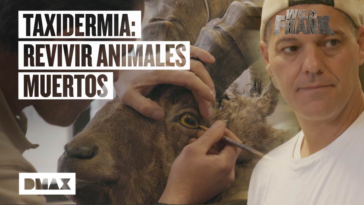 Wild Frank descubre el oficio de la taxidermista en un estudio de Toledo | Wild Frank