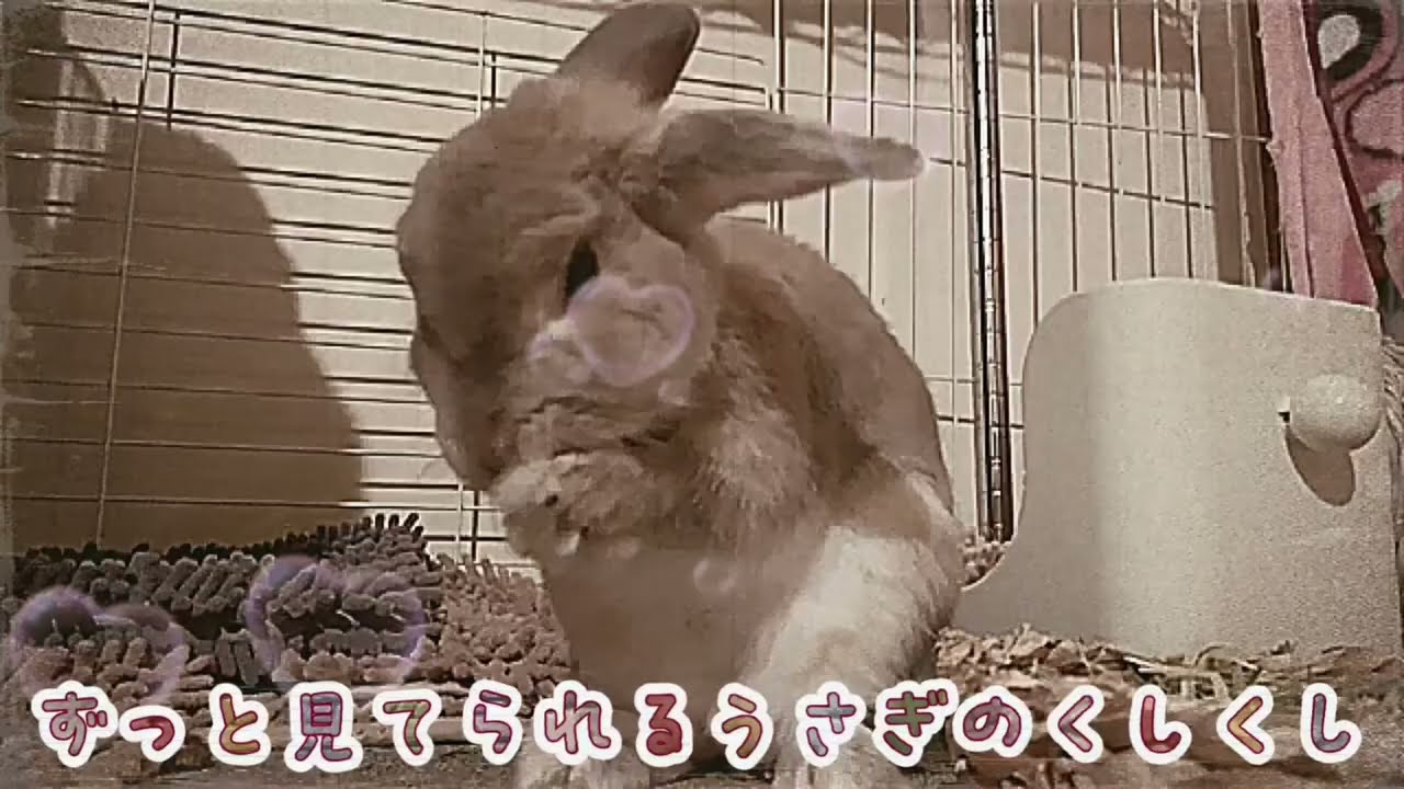 うさぎさんのくしくしは本当に可愛くてずっと見てられる
