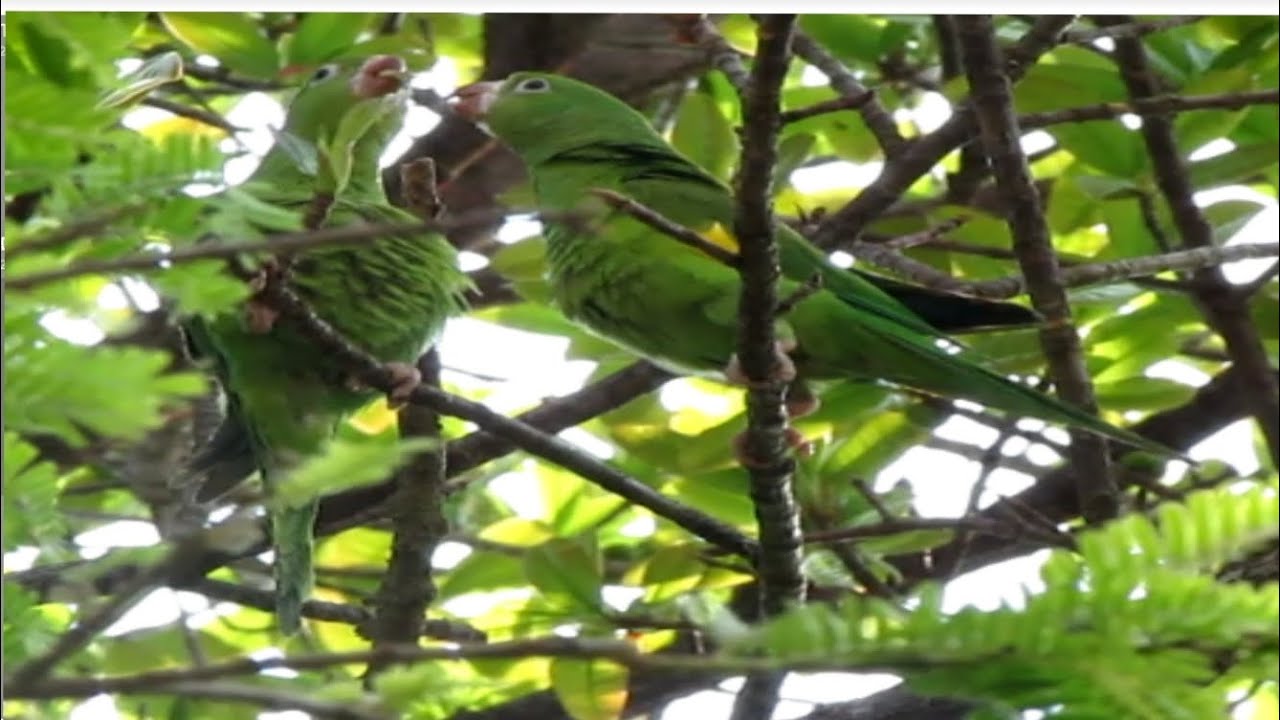 Casal de periquito verde se alimentando