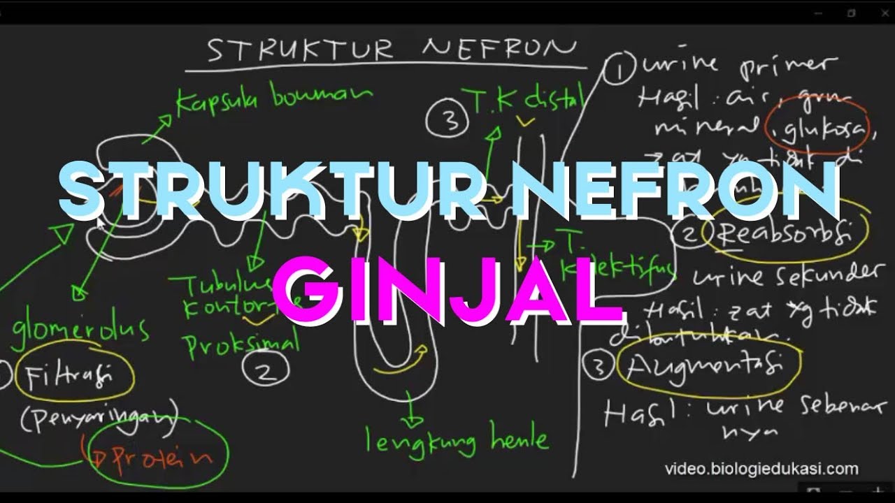 Struktur Nefron Ginjal dan Proses Pembentukan Urine