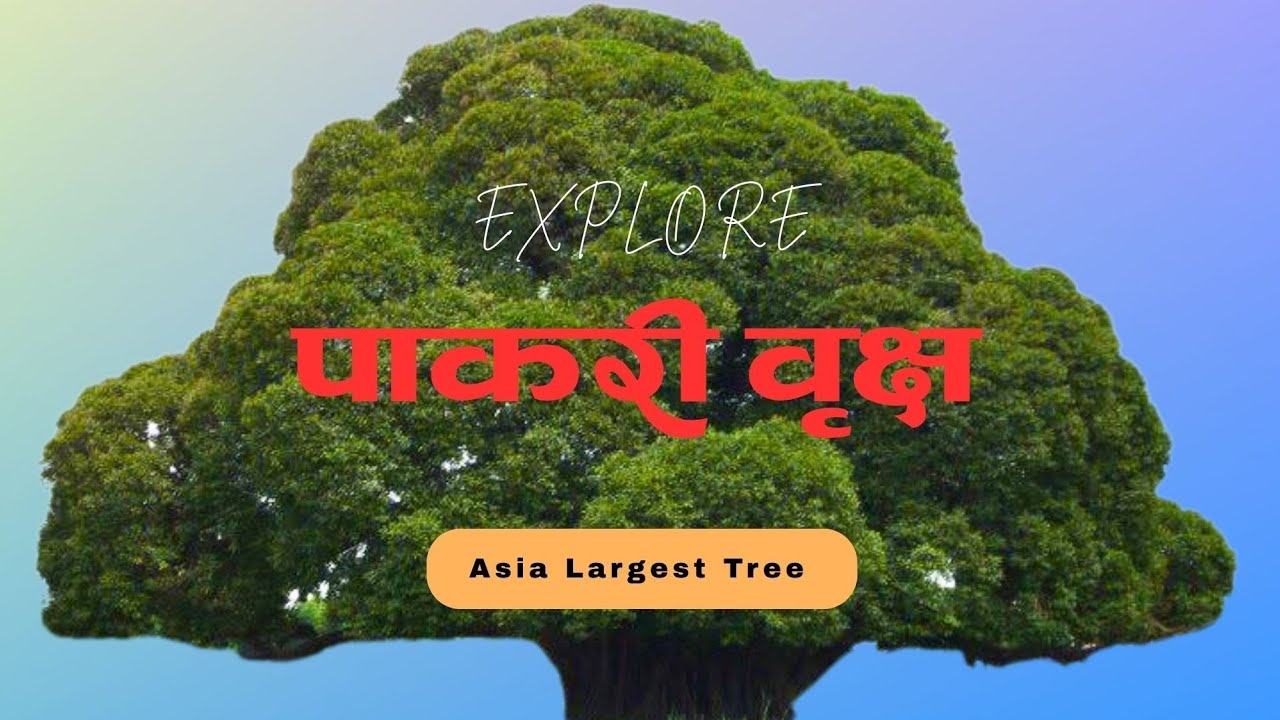 Pakari Tree in Nepal 🇳🇵 | Devdaha Pride | Biggest Tree in Asia