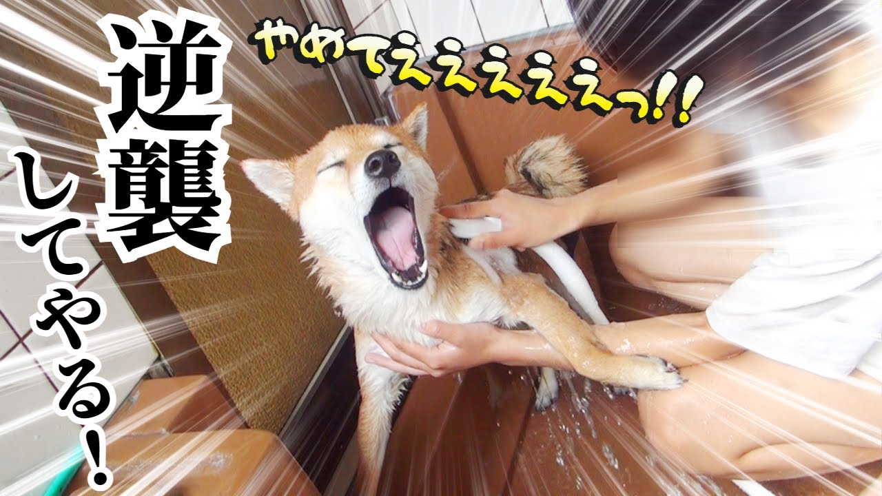 風呂嫌いの柴犬をお風呂に入れたらとんでもない逆襲をされました！　#甲斐犬 #柴犬 #vlog 【柴犬・甲斐犬】