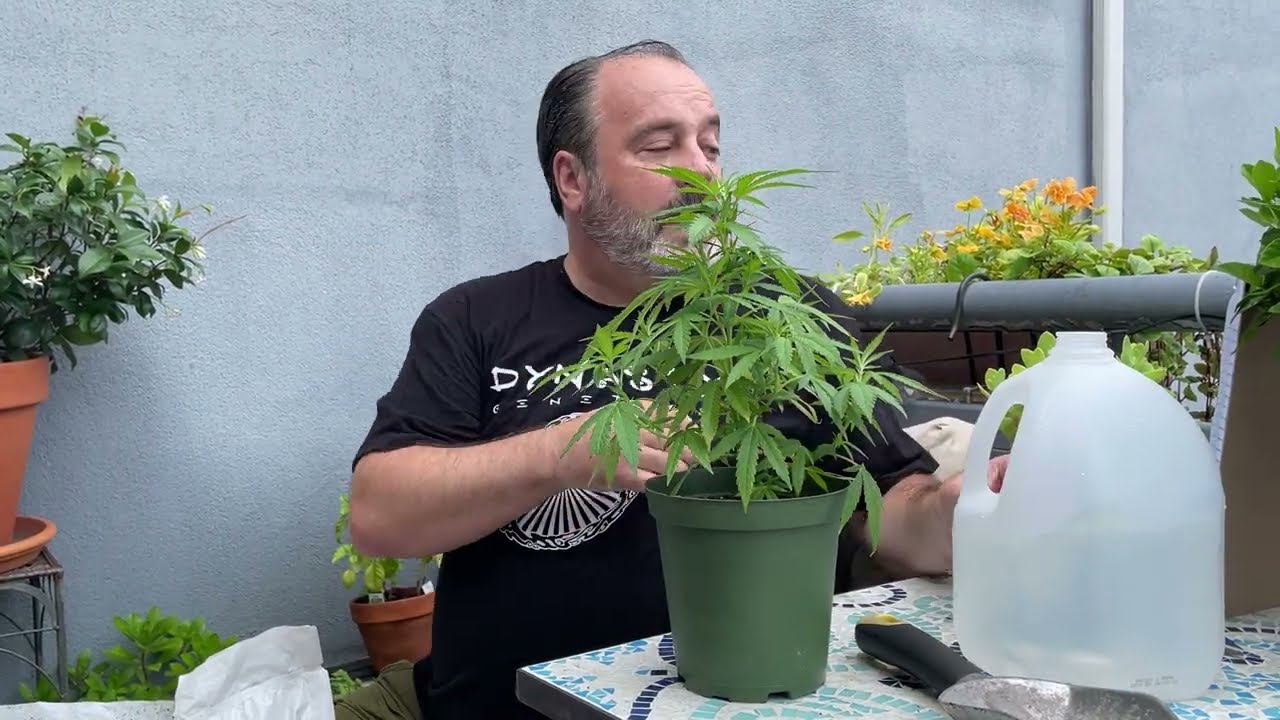 Transplanting 101 with Danny 