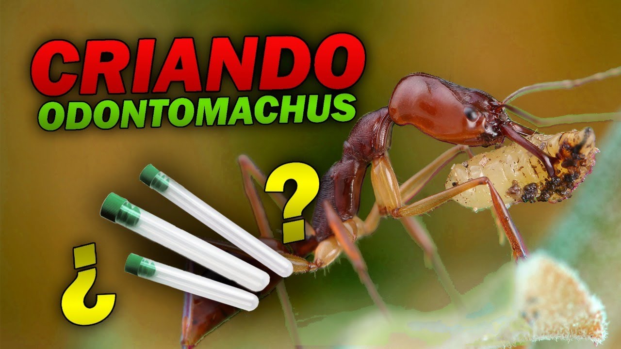 CRIANDO ODONTOMACHUS | Todo sobre las Hormigas trampa ✂🐜