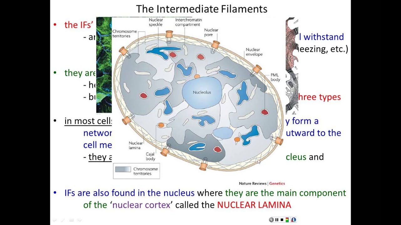 Lecture 15 - Cytoskeleton - Part 1 - Chapter 17