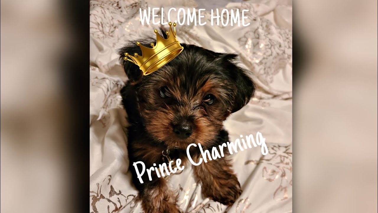 I GOT A PUPPY| FIRST 48 HOURS WITH A NEW PUPPY