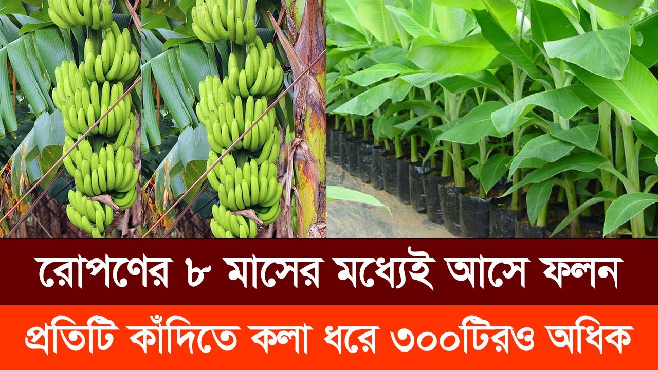 দেশের কৃষিতে নতুন দিগন্ত: জি-নাইন কলা চাষে চাষিদের ব্যাপক সাফল্য | G9 Banana | Super Food