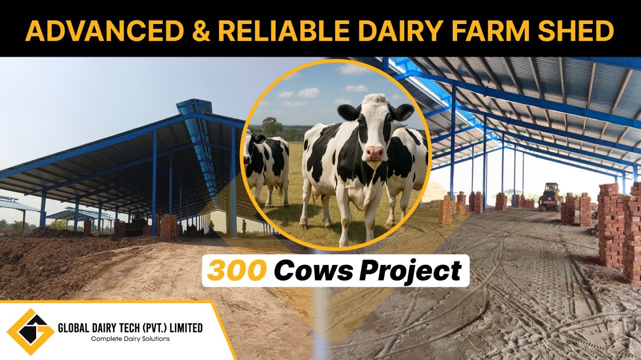 Advanced & Reliable Dairy Farm Shed | Global Dairy Tech | Dairy Farm