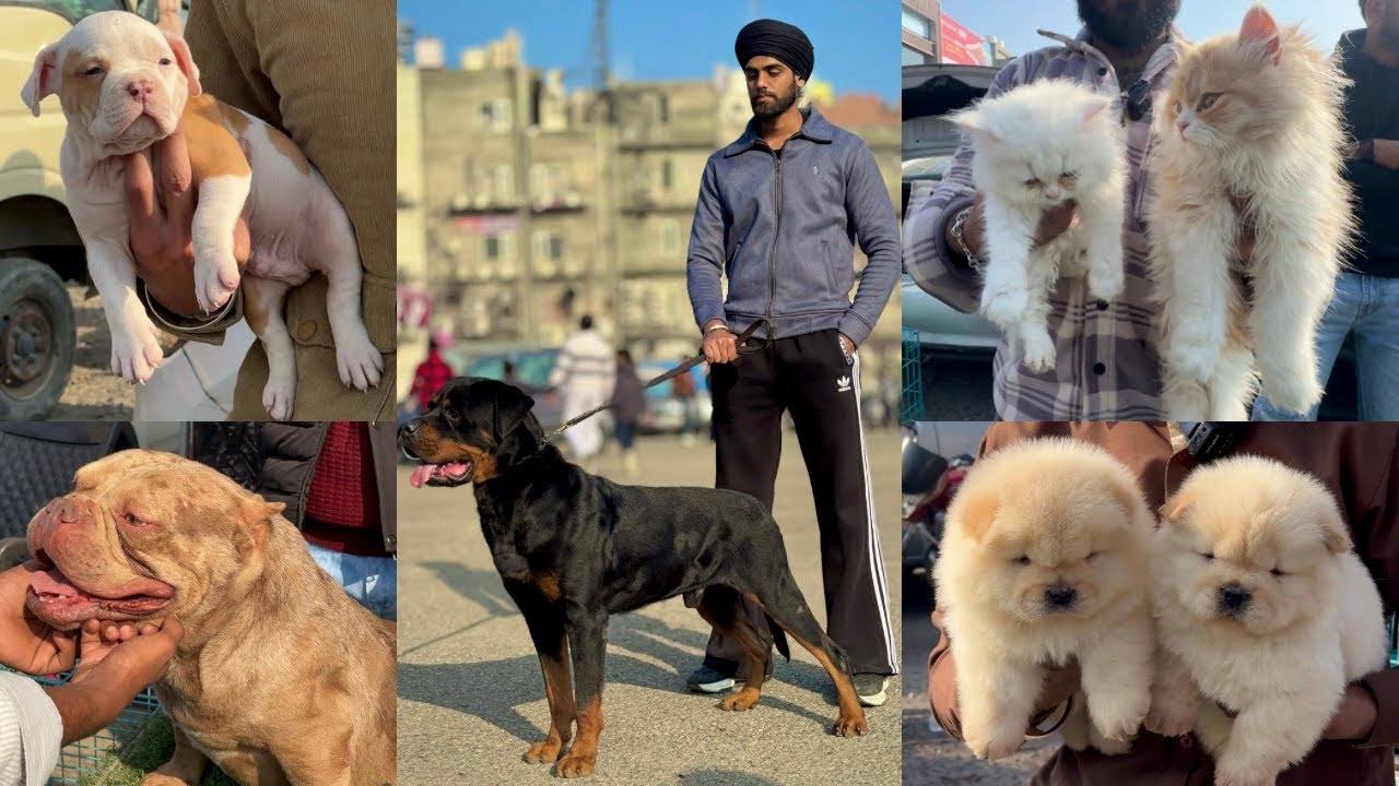 Amritsar Dog Show 2026🔥⛳️ Biggest Pet Market in Amritsar 😱 Dhanoa kennel🫶