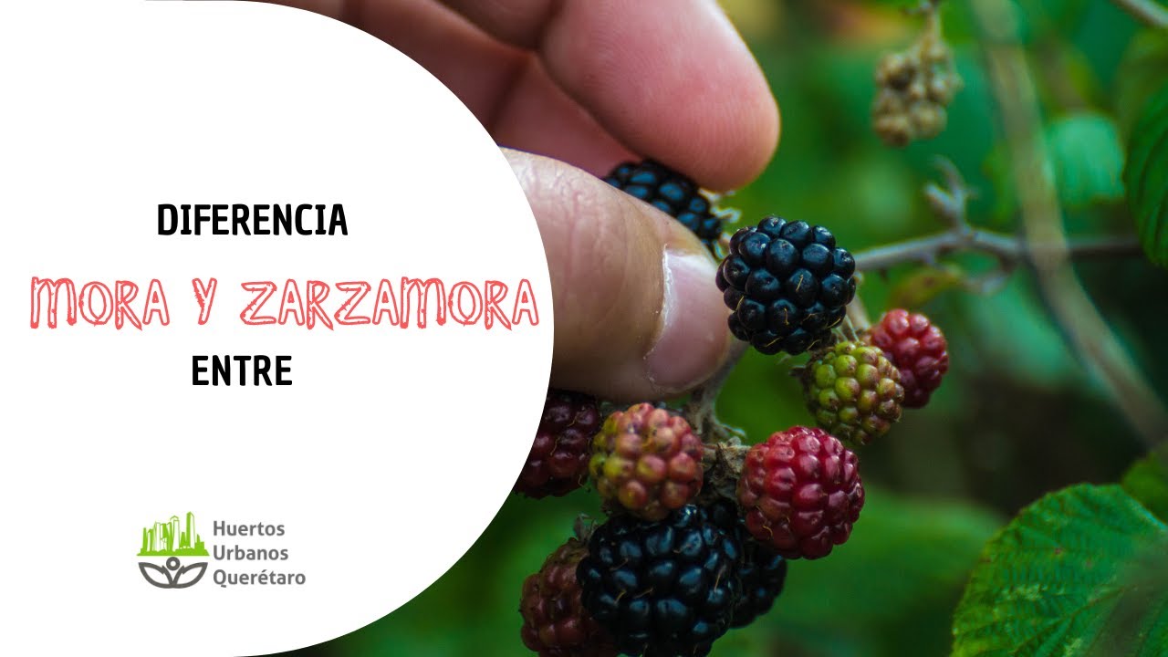 DIFERENCIA entre MORA y ZARZAMORA 👀🍇