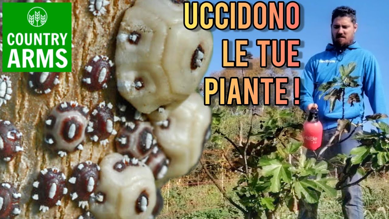 Cocciniglia del Fico: eliminala in sole due mosse!