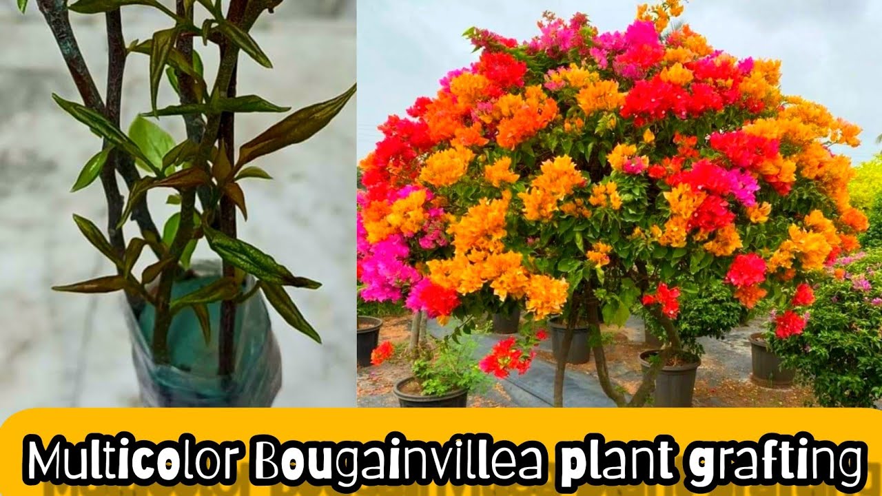 Bougainvillea multigrafting techniques | বাগানবিলাস / বুগেনভেলিয়া র মাল্টিগ্রাফটিং করার পদ্ধতি
