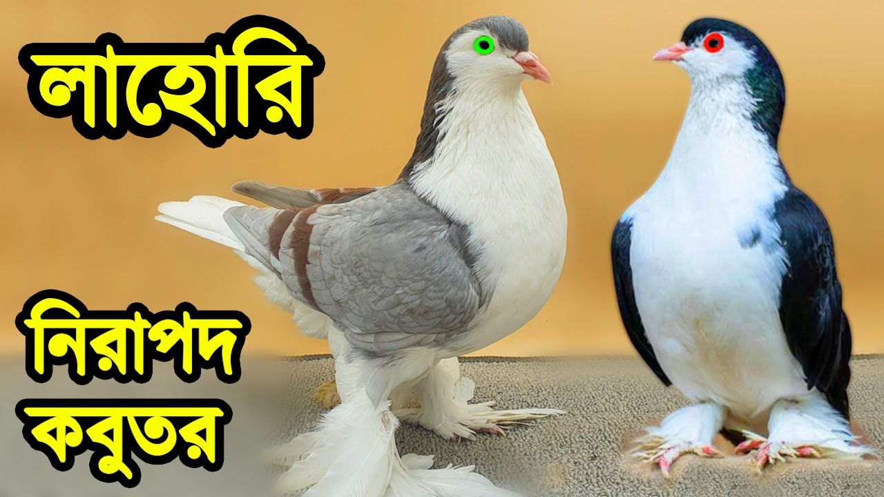 সেরা লাহোরি কবুতর জাত ও দাম | স্বল্প খরচে অধিক লাভজনক কবুতর পালন পদ্ধতি জেনে নিন | Lahore Pigeon