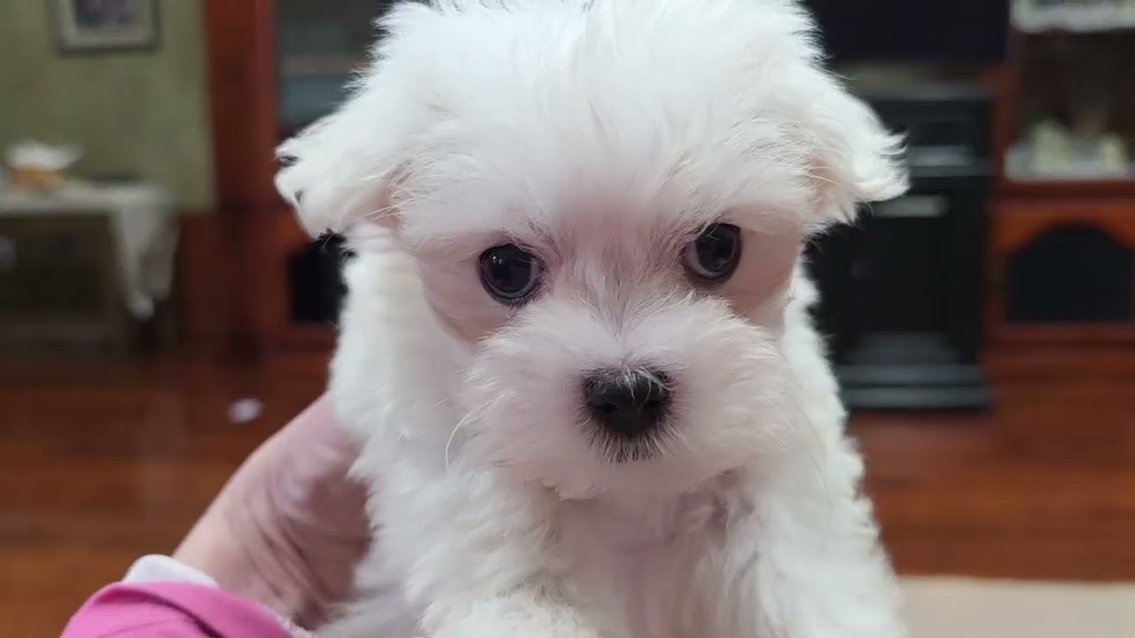 Dreamy 8-week-old male Havamalt looking for his new family is it you? Call text 904-838-9628 
