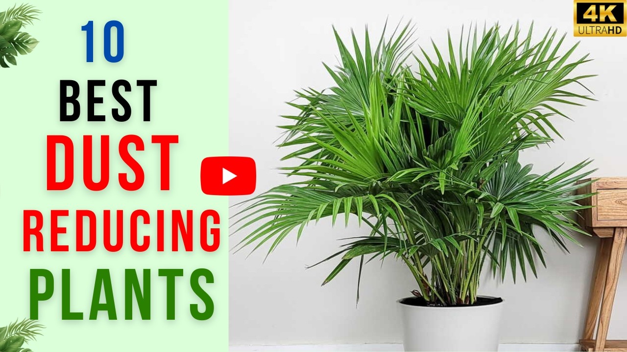 10 Houseplants That Reduce Dust | Clean Air With Plants