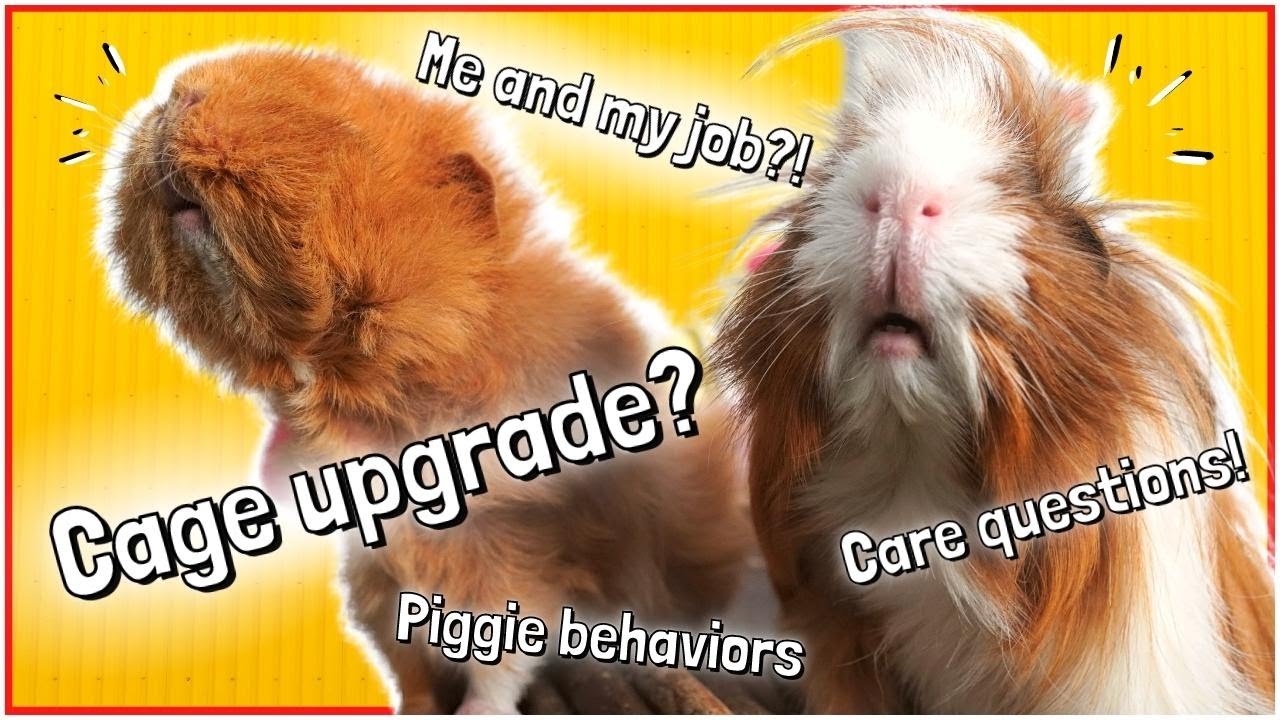 Your Guinea Pig Questions ANSWERED!