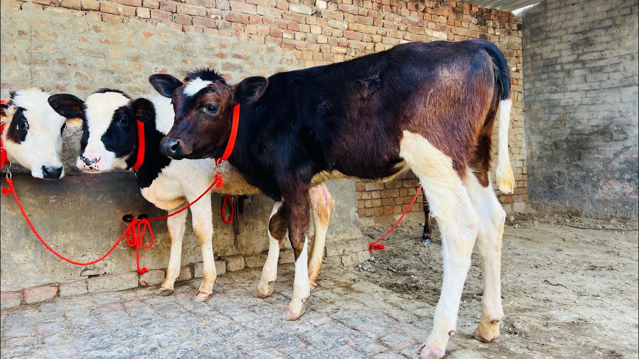 8 ਹੀਫਰ ਵਹਿੜਾ 👌🏻🔥ਘੱਟ ਰੇਟ 😱🔥Bawa dairy farm 