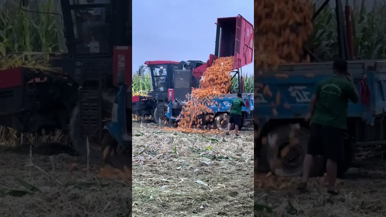 Massive corn harvest unload nearly hits worker in Henan, China