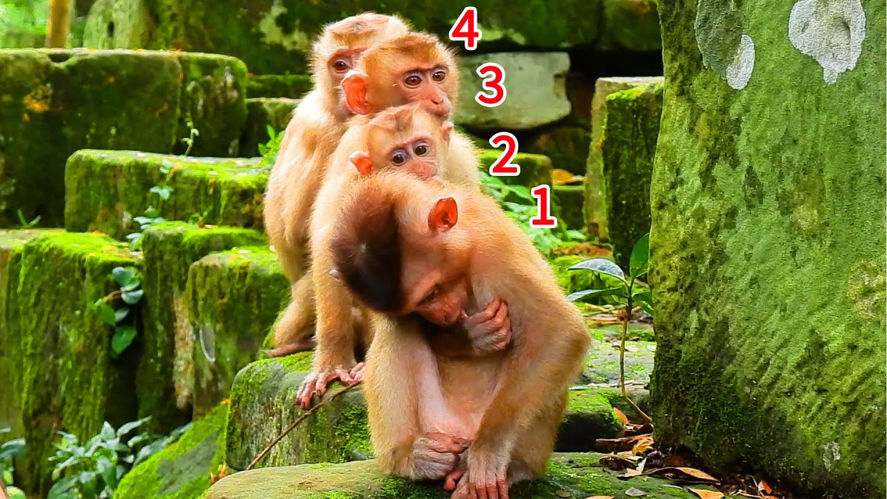 @Sovana team poor abandoned monkey #143