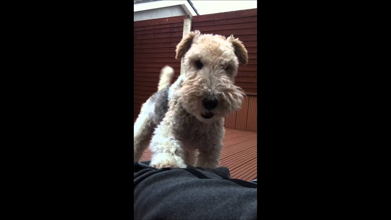 Fox terrier attack