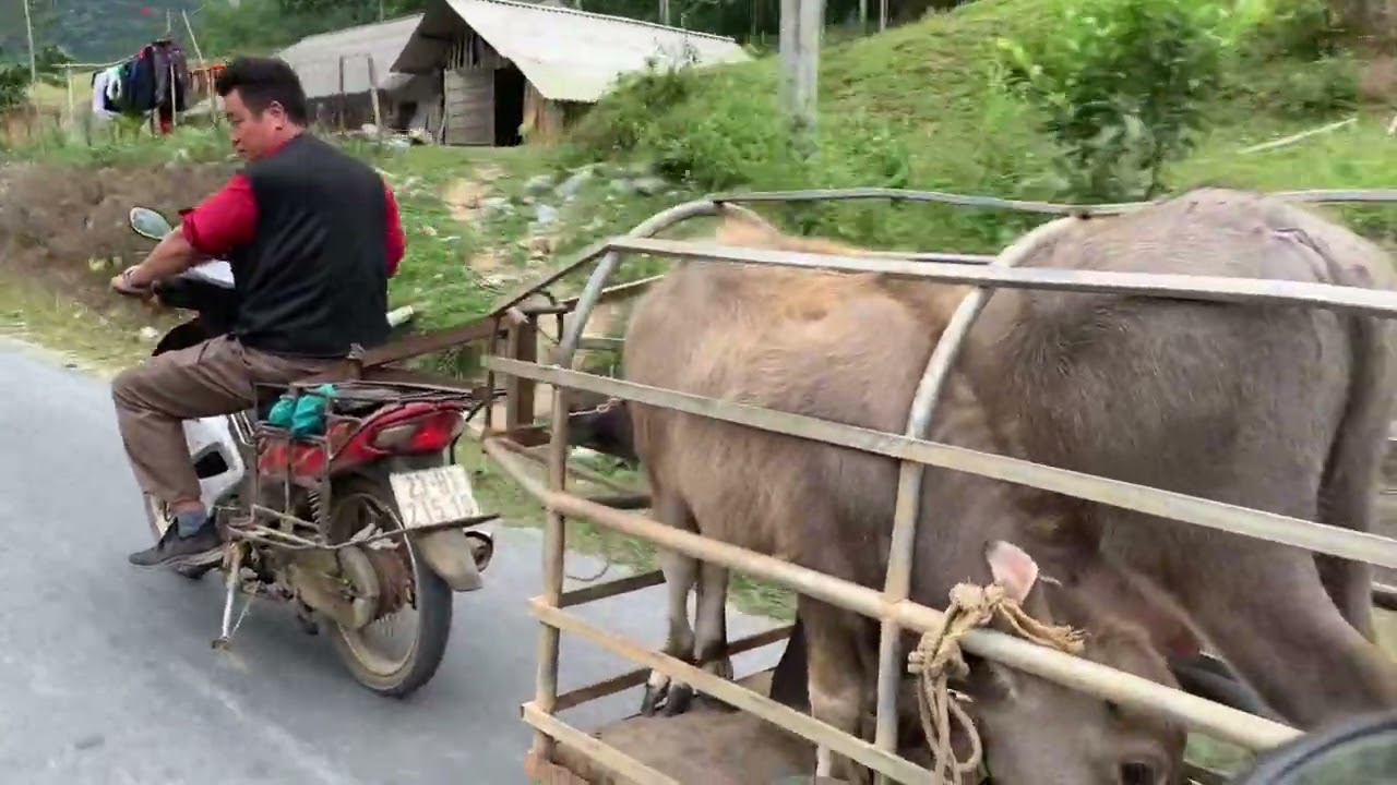 Giá trâu quá rẻ Bán 5 con nghé đẹp 36,500 Sđt 0365047245