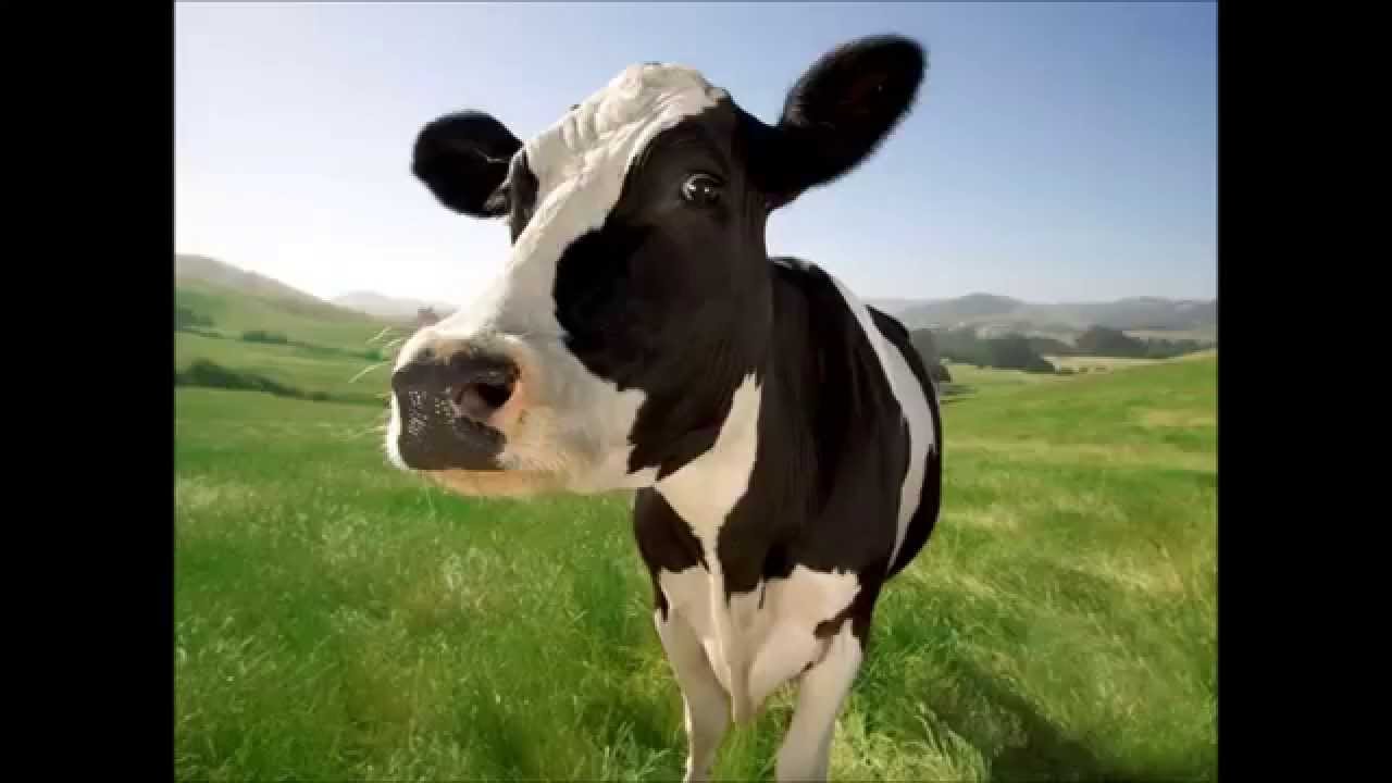 Cree Animal Song