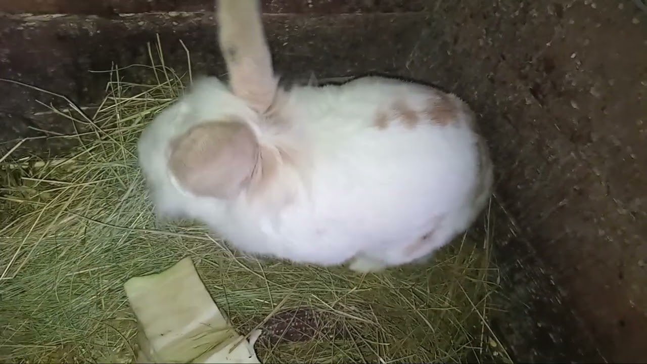 Video cu noile noutati la animale si la porumbei . 