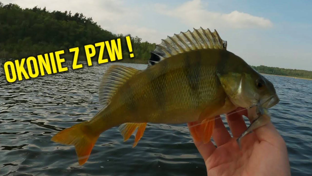 PIĘKNY OKOŃ Z JEZIORA PZW! | MEGA HOLE NA DELIKATNYM SPRZĘCIE! | WĘDKARSTWO SPINNINGOWE | #vlog40