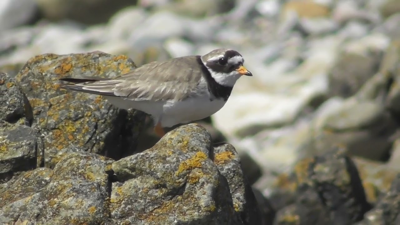 RINGED PLOVER. -  Walking on Stones