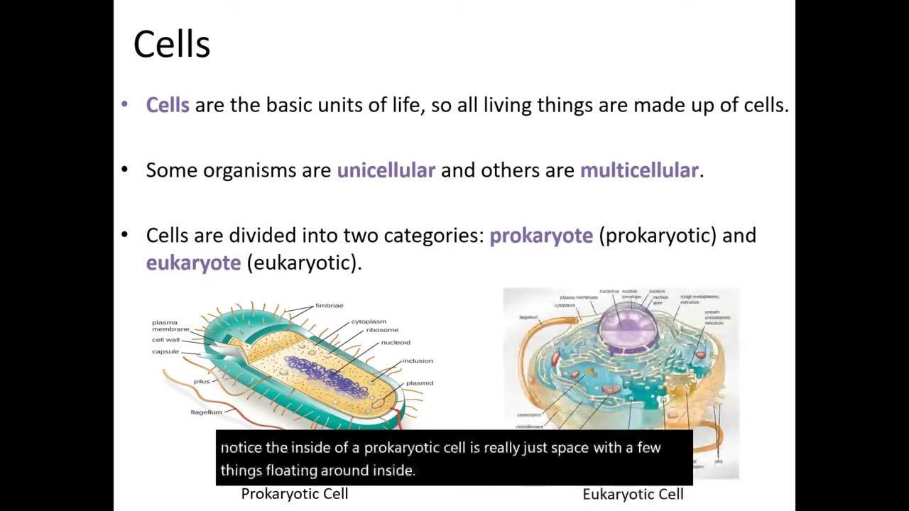 Introduction to Cells: Prokaryotic vs. Eukaryotic Cell