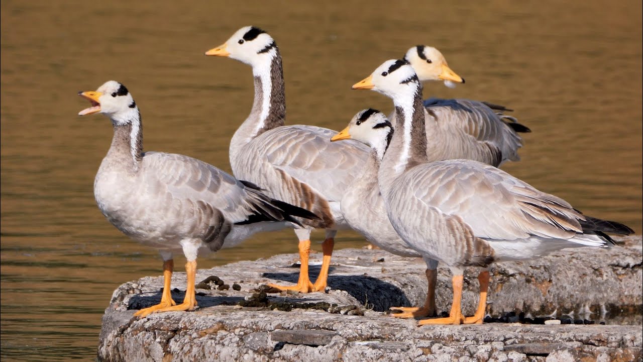 Bar-headed Goose in India.