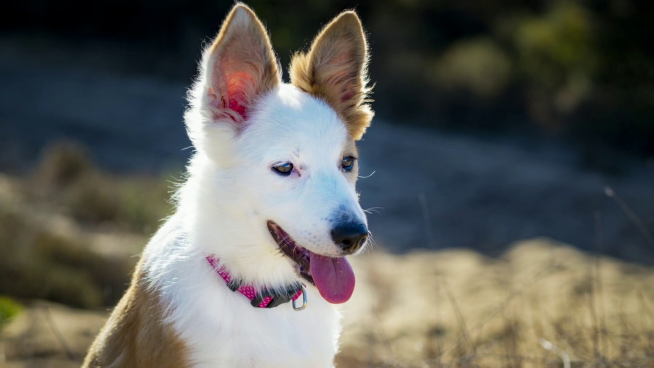 Kira (Bordercollie /sable y blanca) de 1 mes a 4 meses / Kira, from 1-4 month