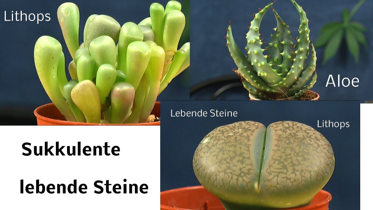 Sukkulente. Lebende Steine und andere Wasserspeichernde Pflanzen