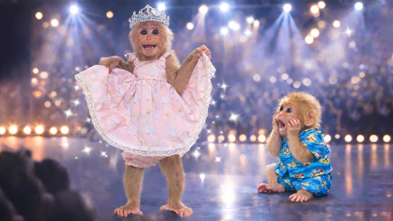 So Cute! Kyo the Monkey&rsquo;s Fashion Show Leaves the Baby in Awe 🐒✨
