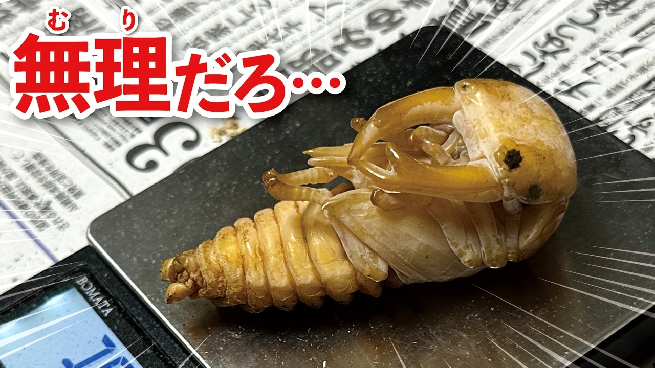 オオクワガタの羽化とサナギの掘り出し！デカすぎてヤバい個体が出現しました。