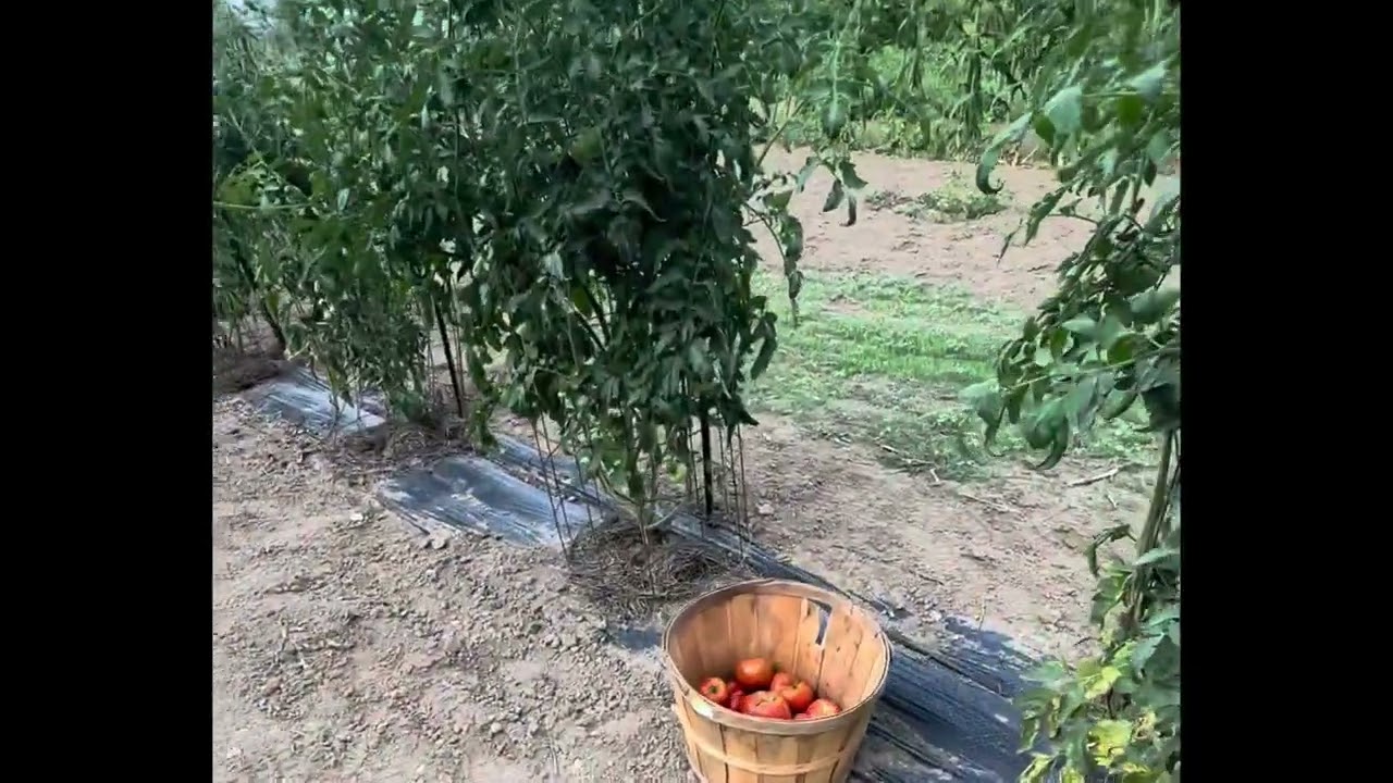 Spider Mites On The Tomato Plants😫