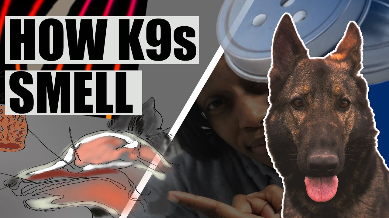 K9 Scent Work Air Flow (Dogs Use Physics to Smell)