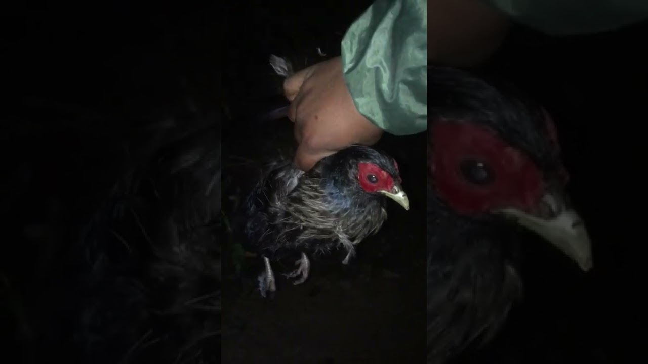 Night hunting wild chicken in Nepal