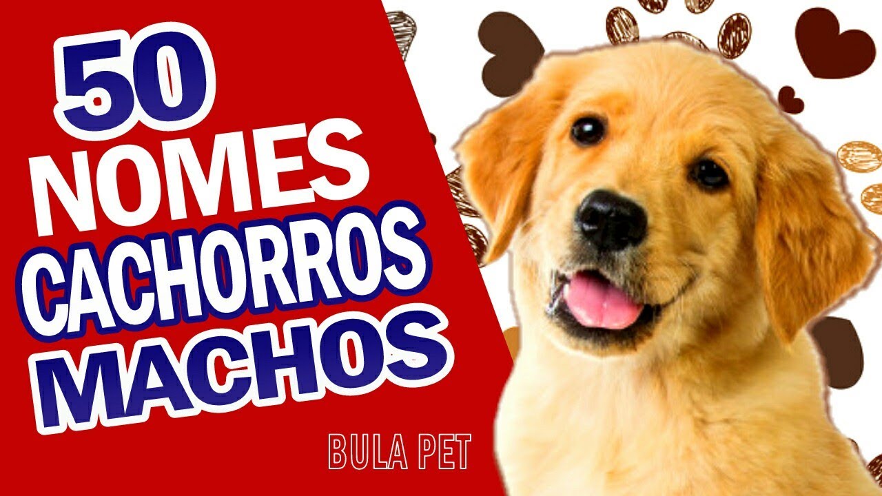 Nomes para cães machos